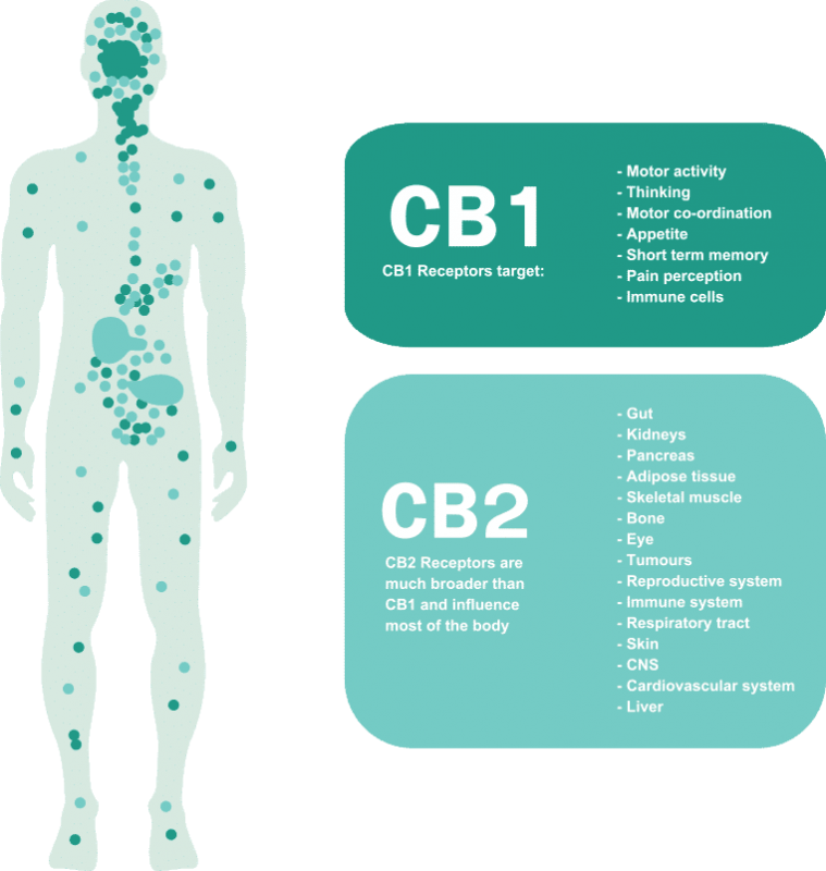 CB1 and CB2 Cannabinoid System benefits